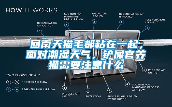 回南天貓毛都粘在一起，面對(duì)潮濕天氣，鏟屎官養(yǎng)貓需要注意什么